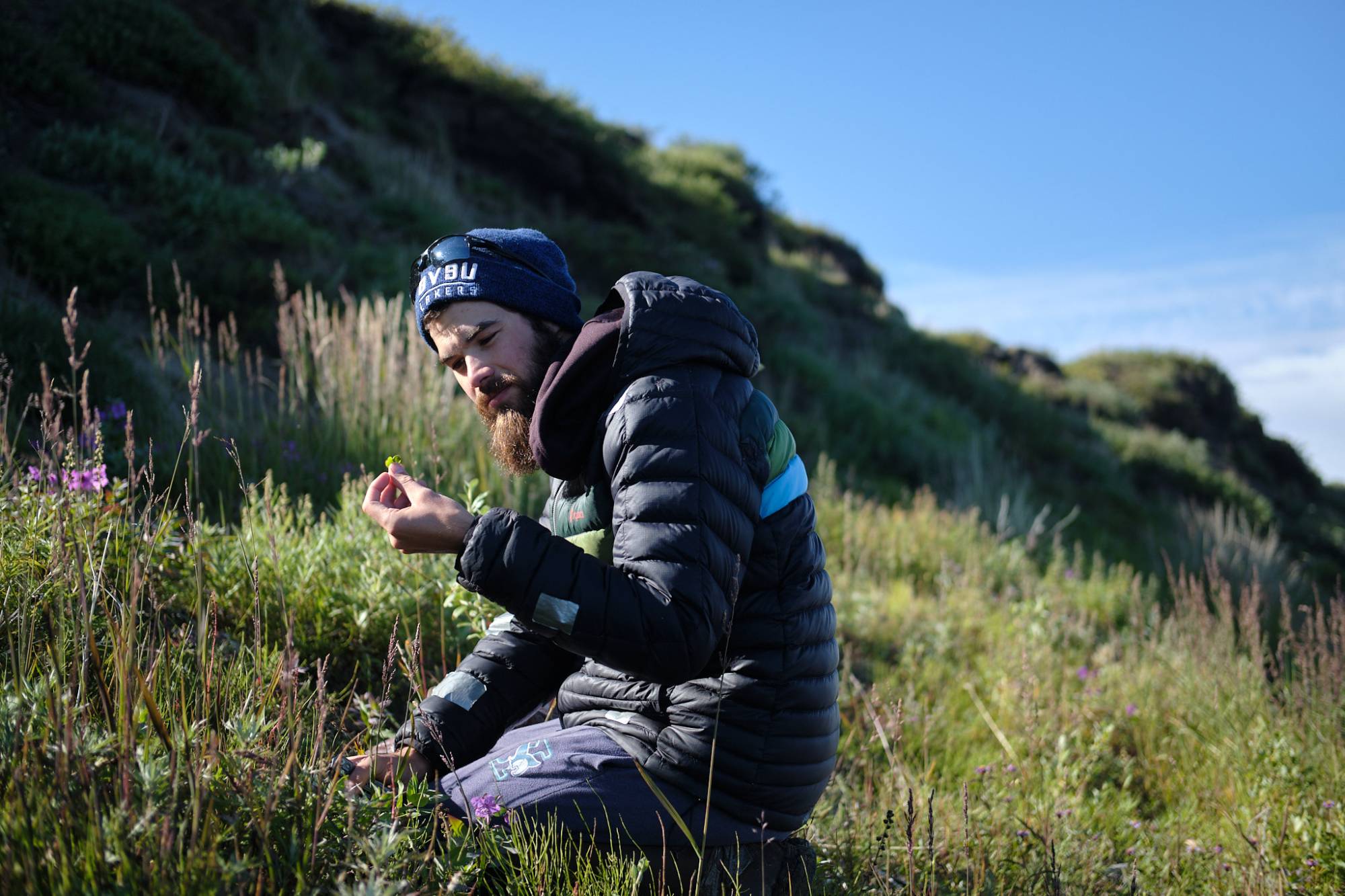 Taylor working hard in the tundra, hunting for oxyria